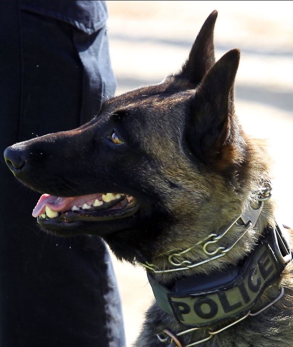 K9 police dog in a Bakersfield Police Department vest standing at attention
