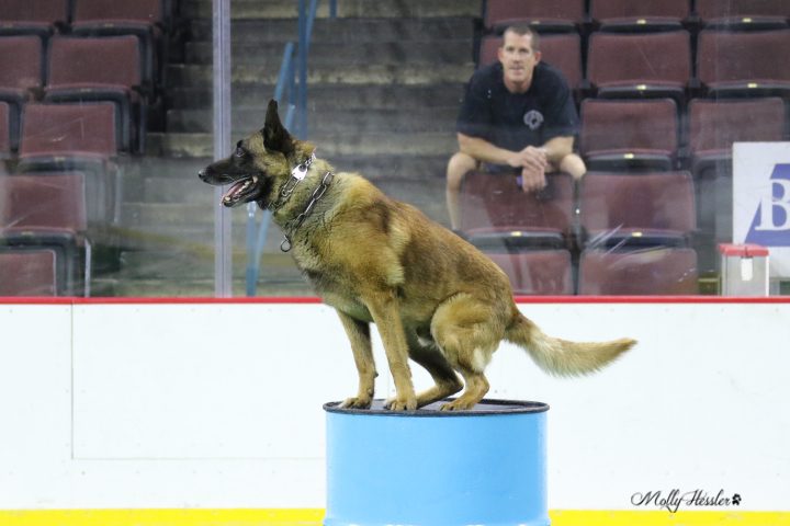 A police K9 sitting proudly on a pedestal during a public demonstration