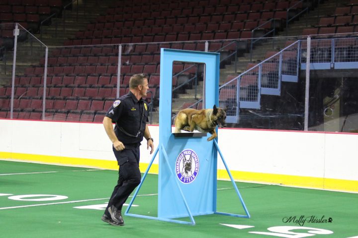 A police K9 leaping through an obstacle during a demonstration with his handler
