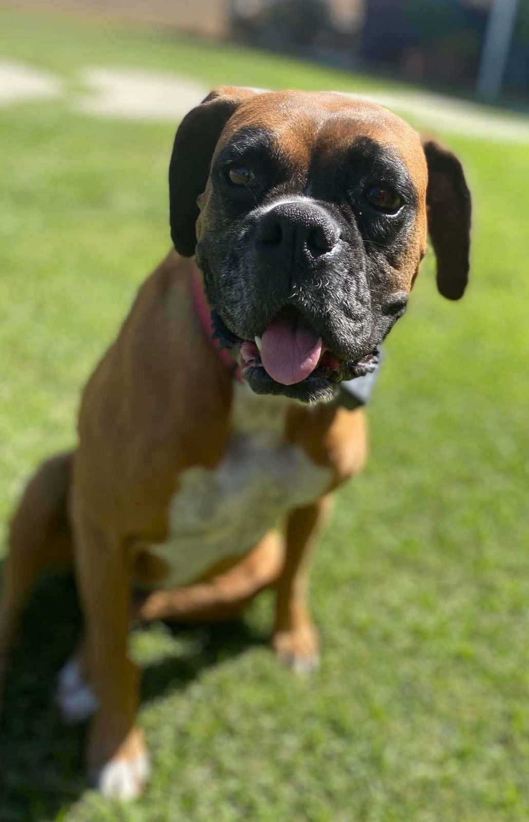 A happy boxer dog sitting on the lawn, one of the many pets we have been honored to care for
