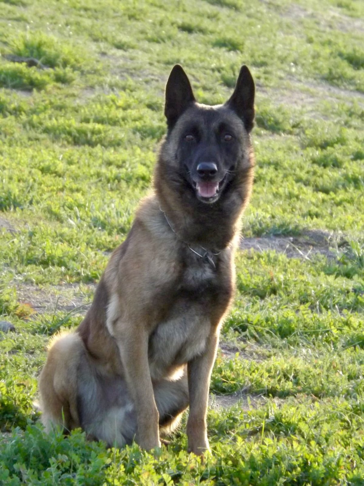 A Belgian Malinois resting on a sunny hillside, the kind of devoted working dog that inspired our founding