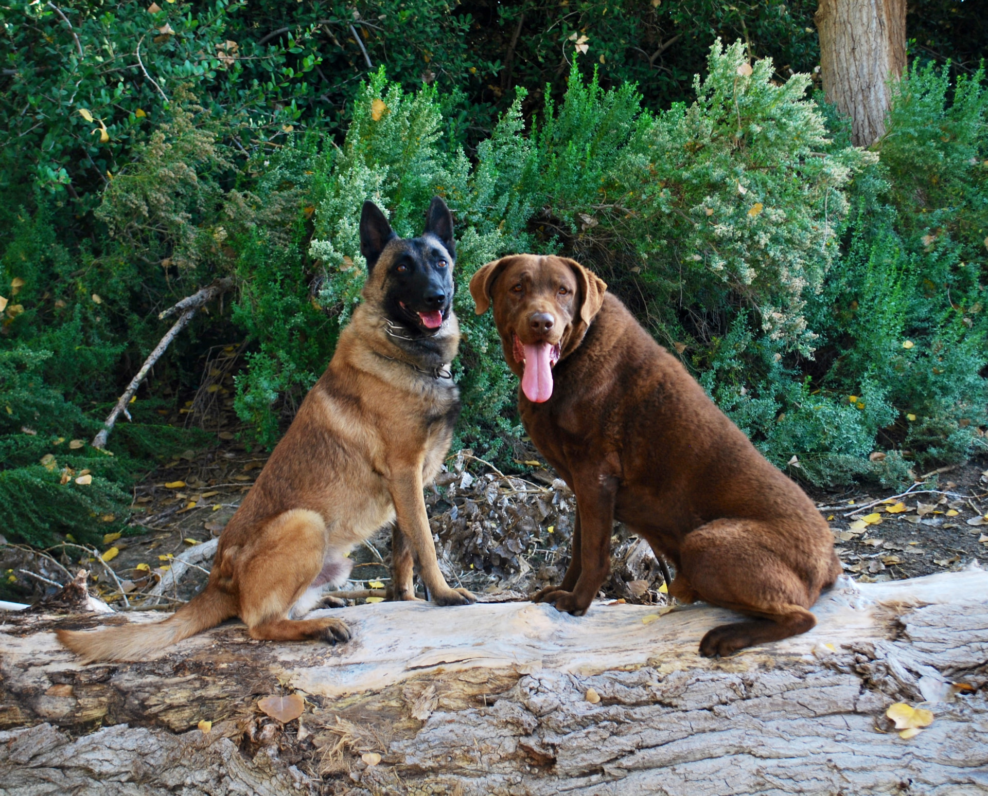 Two loyal dogs sitting together on a fallen log in a peaceful wooded setting, representing the bond and compassionate pet cremation care in Bakersfield.