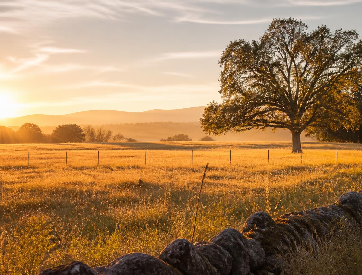 Peaceful Kern County pasture at golden hour representing communal pet cremation care